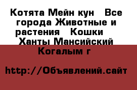 Котята Мейн кун - Все города Животные и растения » Кошки   . Ханты-Мансийский,Когалым г.